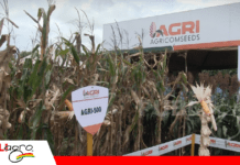 Exposoya 2026: Agricomseeds apuesta por maíz tolerante a cigarrita y sorgos de alto rendimiento