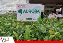Exposoya 2026: LealSem lanza la nueva variedad de soya Aurora para mejorar la productividad en suelos intermedios