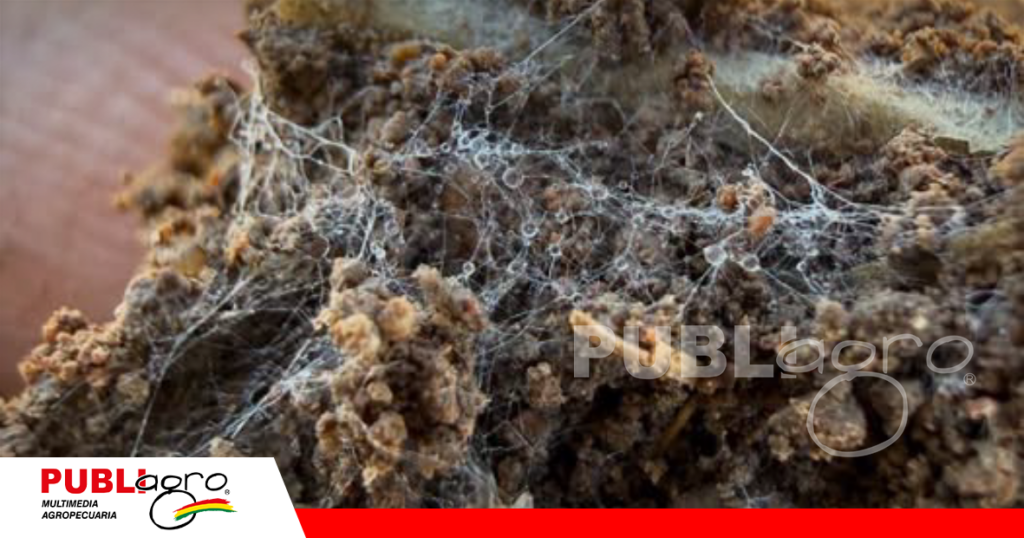 La glomalina glicoproteína pegajosa/ Foto: Internet