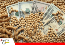 La guerra impulsa los precios de los granos: ¿qué efecto puede tener en Bolivia?