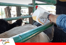 Parásitos externos: un desafío para la ganadería de carne y leche Productos garrapaticidas/ Foto: Internet