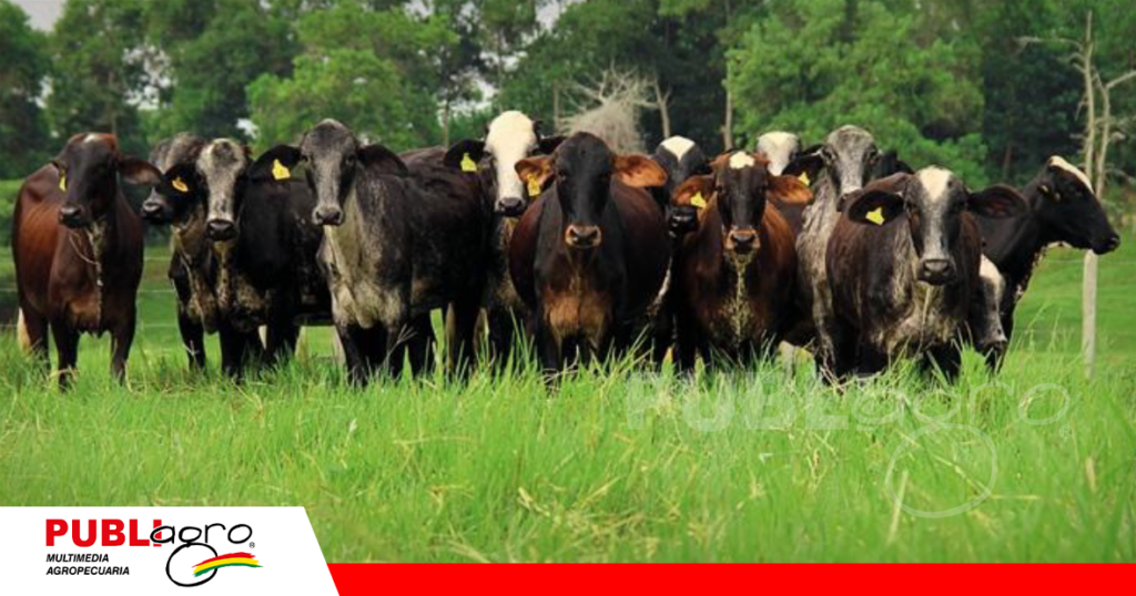 Las pasturas recién fertilizadas son un gran problema para las vacas pre parto / Foto: Internet