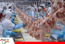 Avicultura boliviana lista para exportar carne de pollo tras autodeclaración de Newcastle