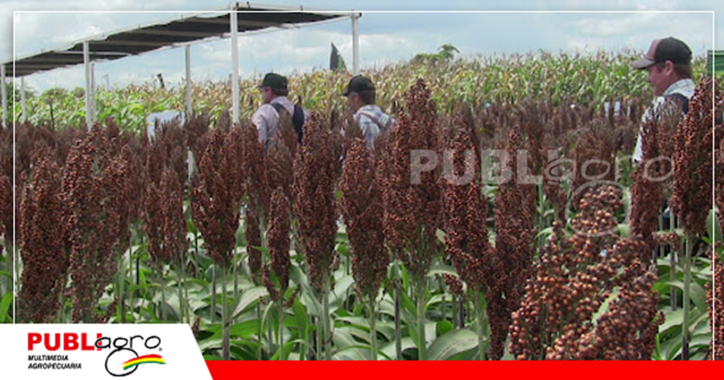 Híbrido 1G100, sorgo de ciclo corto/ Foto: Publiagro