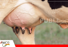 Recuento de células somáticas, clave para detectar mastitis subclínica en vacas lecheras Foto: Internet
