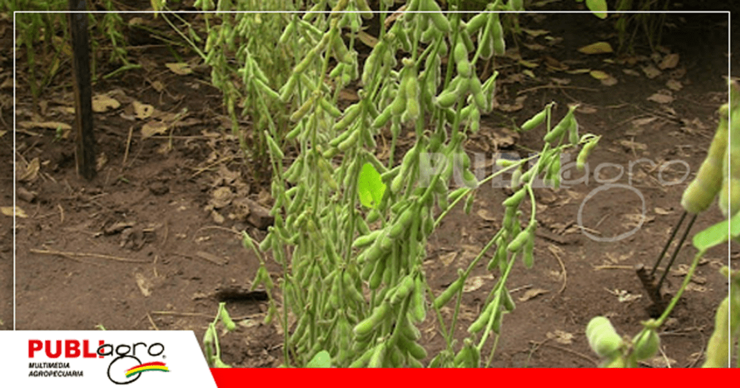 Una buena producción inicia con el suelo/ Foto: Publiagro