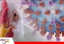 Bolivia se declara libre de Newcastle velogénico en aves y fortalece su estatus sanitario