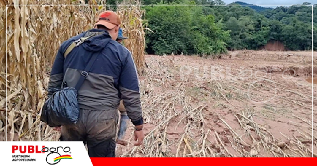 Las inundaciones destruyeron cultivos de maíz/ Foto: Internet