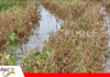 Lluvias intensas reducen la producción de soya en Santa Cruz y afectan zonas clave