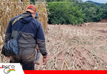 Entre Ríos se declara en emergencia por lluvias que dejan pérdidas superiores a Bs 24 millones Las inundaciones destruyeron cultivos de maíz/ Foto: Internet