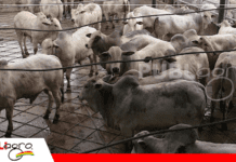 Genética y calidad marcan la faena Nelore Premium