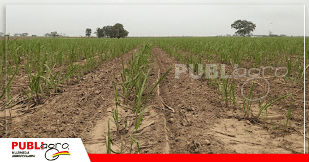 Siembra de caña prevé incrementar el número de hectáreas/ Foto: Publiagro
