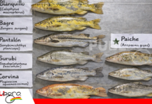 Estudio en la Amazonía boliviana identifica riesgos y beneficios del consumo de pescado