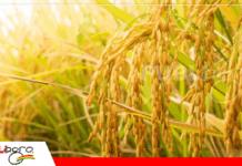 INIAF Beni fortalece la innovación y certificación de semillas para apoyar a los productores del departamento