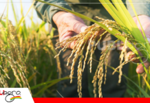 ¿Hacia un descenso prolongado de los precios mundiales del arroz?