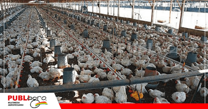 Importancia de conocer la anatomía de las aves para una buena producción avícola/ Foto: Internet