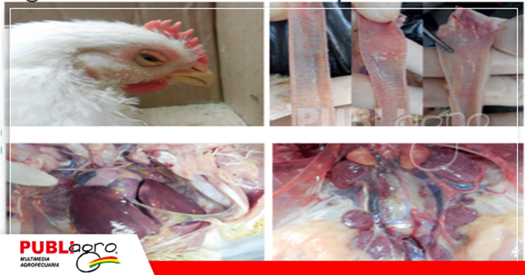 La bronquitis genera severos daños al sistema respiratorio del ave/ Foto: Quimtia