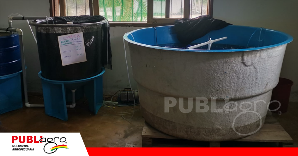 Estanques de la post - larva/ Foto: Publiagro