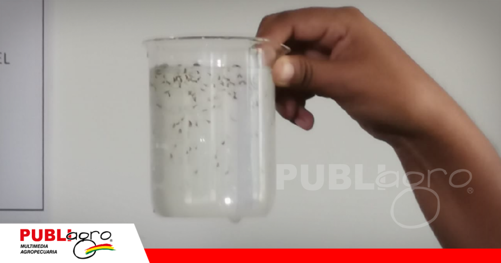 Estas son larvas de camarón gigante de Malasia/ Foto: Publiagro