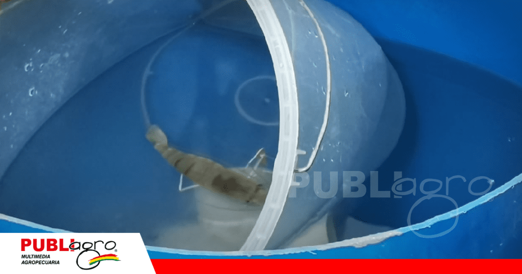 Hembrita lista para poner huevos/ Foto: Publiagro