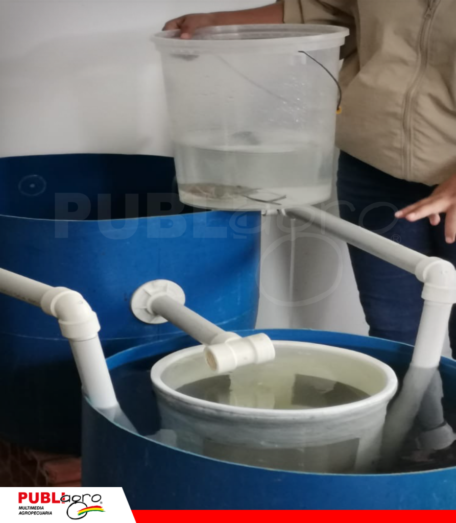 En estas cajas ponen los huevo, eclosiona y luego pasan a las cajas larvarias/ Foto: Publiagro