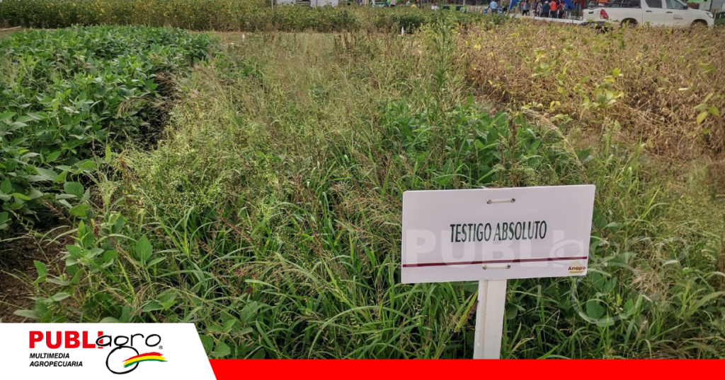 El chiori (amaranthus) una maleza resistente a herbicidas como el glifosato/ Foto: Publiagro