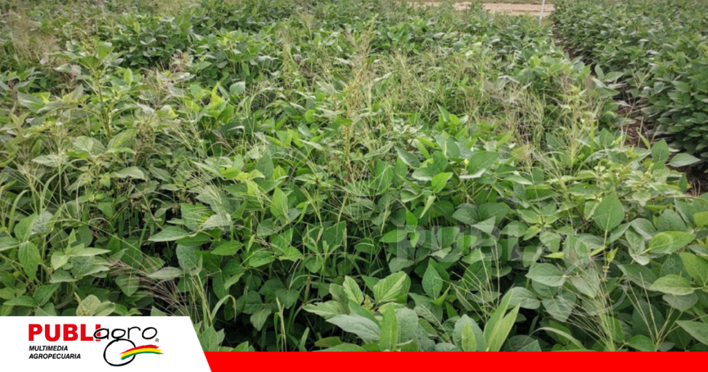 Pata de gallo, una de las malezas más comunes en los cultivos de soya/ Foto: Publiagro