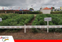 Ensayos con herbicidas revelan combinaciones más eficaces para el control de malezas Combinaciones de herbicidas en pre y post emergencia/ Foto: Publiagro