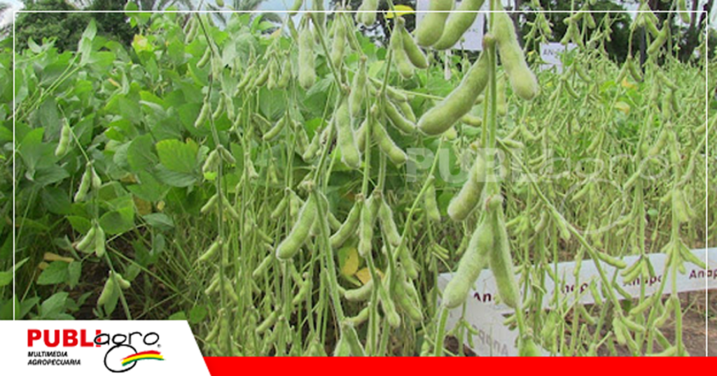 Foto: Publiagro