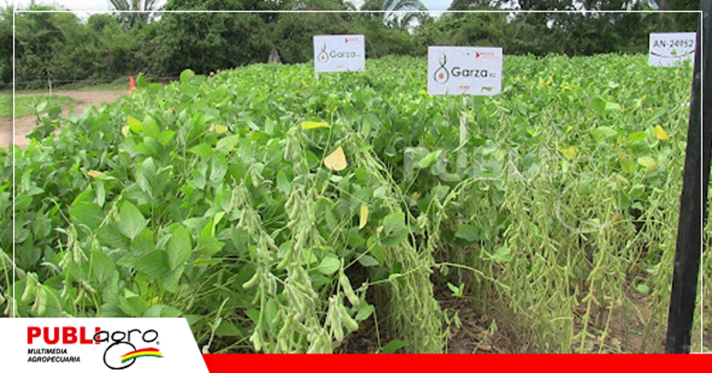 Material de ciclo intermedio/ Foto: Publiagro