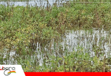 Clima golpea la cosecha: baja el rendimiento y la calidad de los granos Foto: Anapo