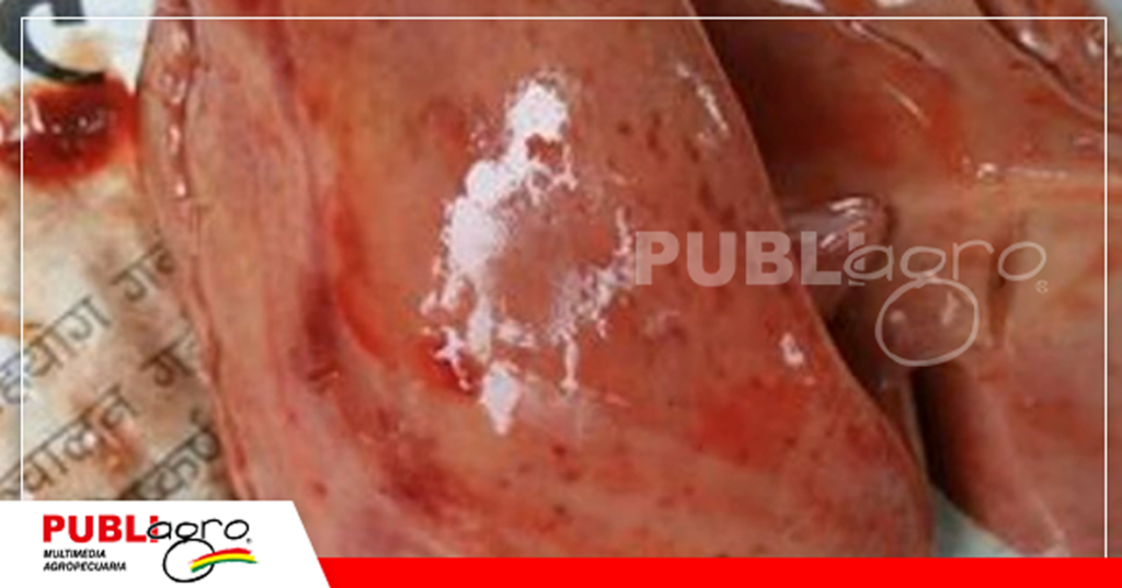 Las micotoxinas pueden generar daños en el hígado/ Foto: Redes