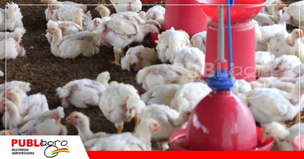 La avicultura de Chuquisaca necesita un impulso para tecnificarse / Foto: Internet