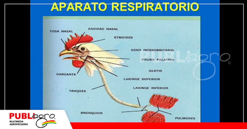 Del sistema respiratorio depende el ingreso de patógenos por aire contaminado a otros sistemas/ Foto: Internet
