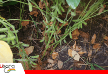 Actividad microbiana: la clave oculta de la productividad agrícola Foto: Archivo Publiagro