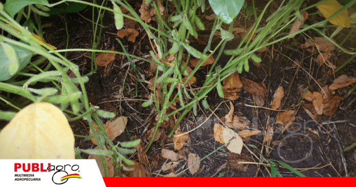 Foto: Archivo Publiagro