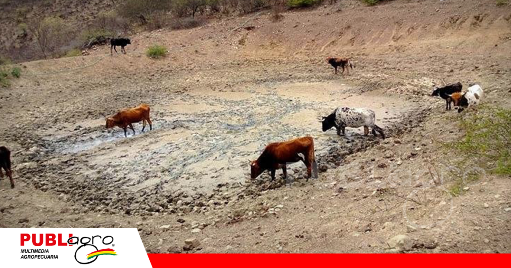 El ganado también muere por la sequía/ Foto: Internet