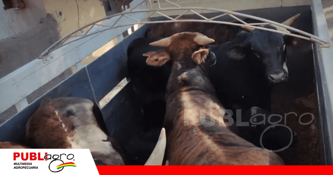 Contrabando de animales de Brasil / Foto: Internet