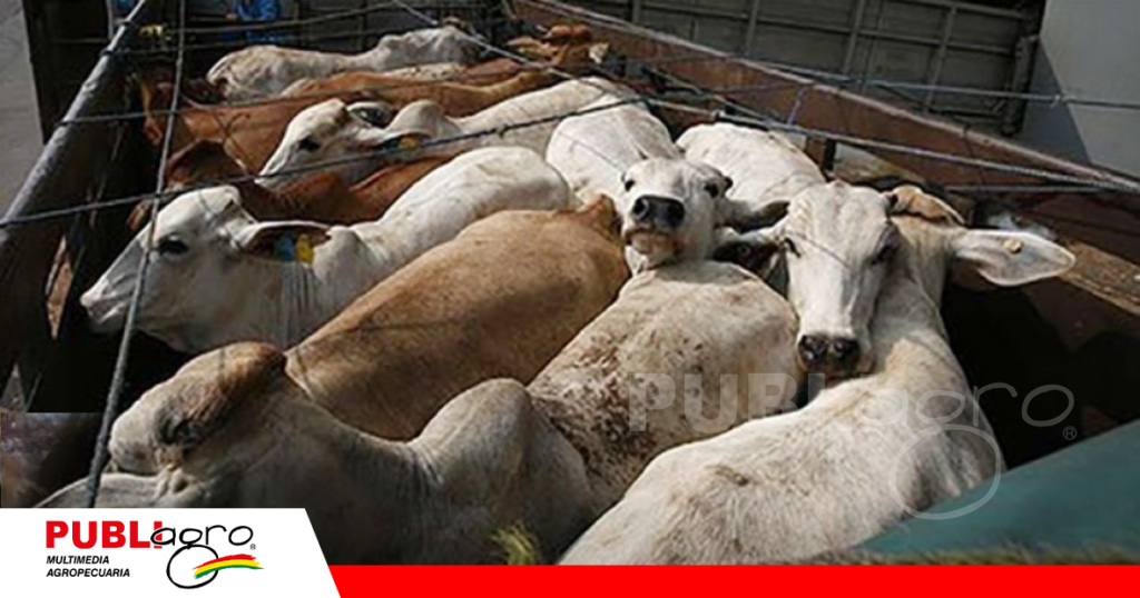 Camiones enteros ingresan a Bolivia / Foto: Internet