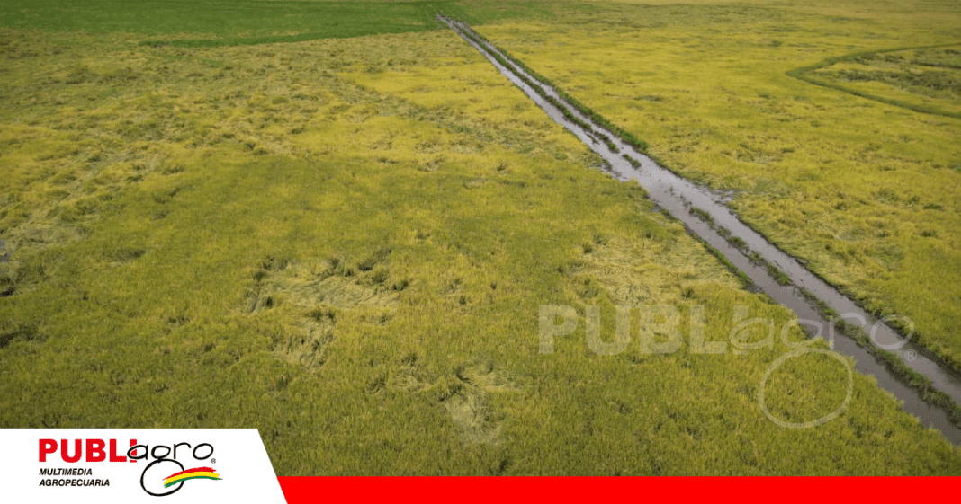 Cosecha de arroz en la provincia Marban/ Foto: Publiagro