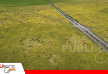 Cosecha de arroz en el Beni alcanza el 50% de avance pese a las inclemencias del tiempo Cosecha de arroz en la provincia Marban/ Foto: Publiagro