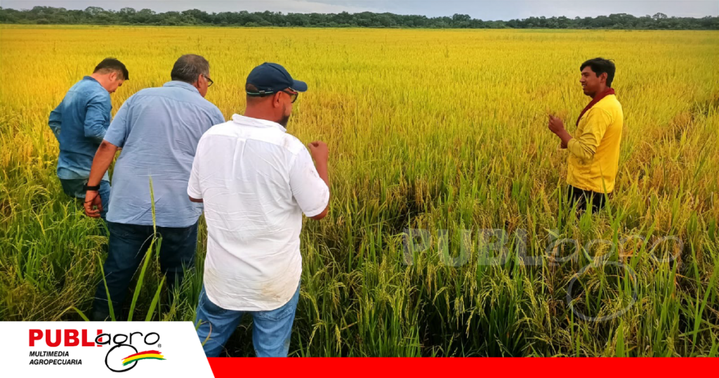 Cosecha con buenos rendimientos pese a inclemencias del tiempo/ Foto: Publiagro