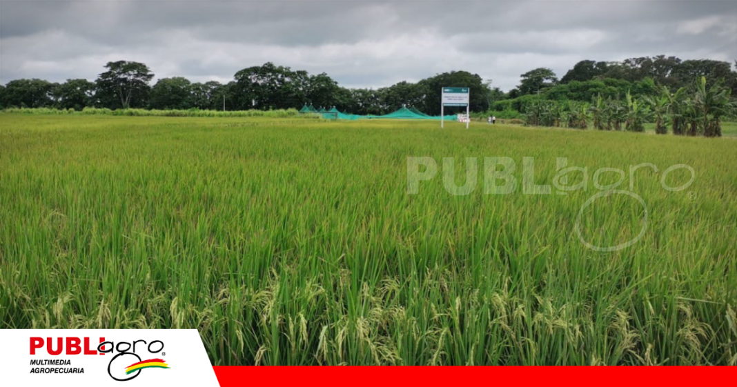 Arroz bajo riego del Ciat/Foto: Archivo Publiagro