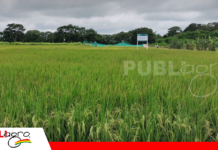 Densidad y agua definen el rendimiento del arroz Arroz bajo riego del Ciat/Foto: Archivo Publiagro