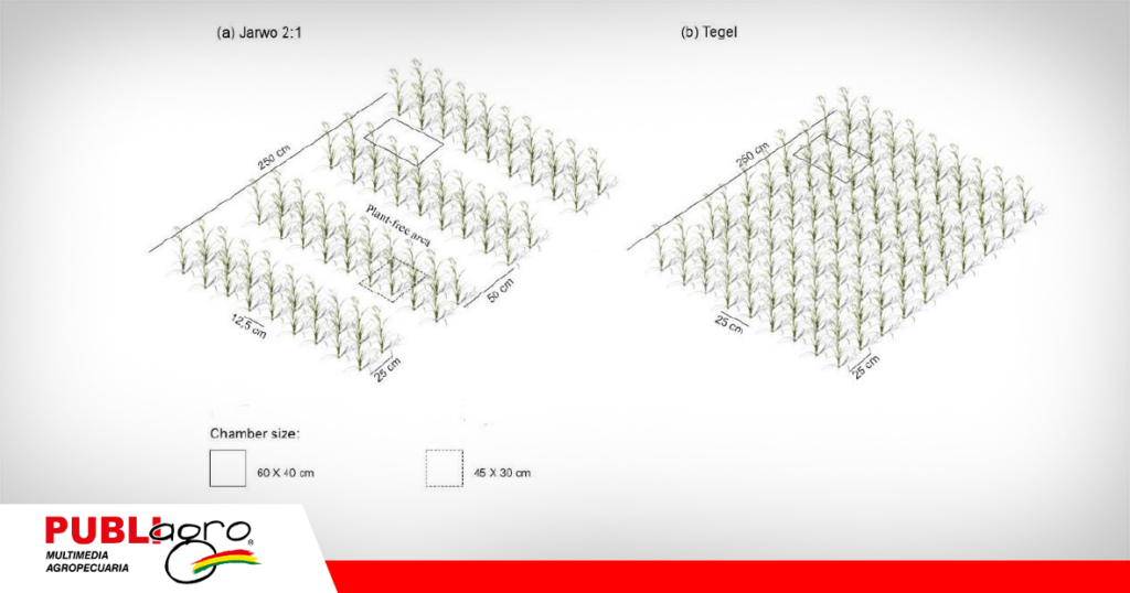 El espacio ideal entre cada siembra/ Foto: Internet
