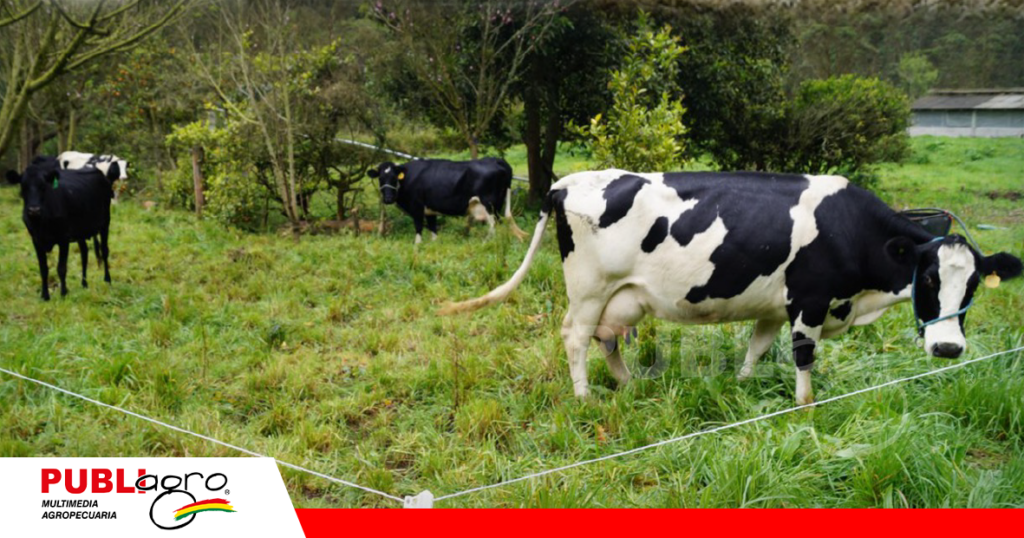 La producción láctea en Cochabamba está basada en la raza Holando / Foto: Internet