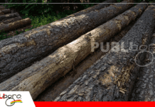 Rueda Internacional de Negocios Forestales impulsa alianzas y abre mercados para Bolivia