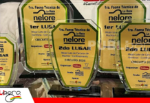 Récord de pesos confirma eficiencia del Nelore boliviano Premiación a los mejores lotes machos y hembras a confinamiento/ Foto: Asocebú