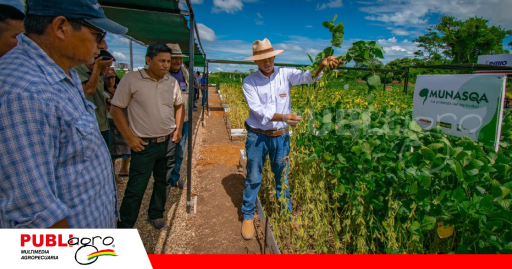 Las variedades como Munasqa tienen el respaldo legal de estar en los campos bolivianos / Foto: Anapo