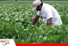 Anapo rechaza importación de soya con biotecnología no autorizada y advierte competencia desleal para el productor boliviano El productor de soya exige que la importación sean eventos autorizados vigentes / Foto: Anapo